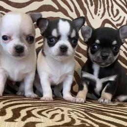 Chihuahuas from Butterfly Burrows Chihuahuas