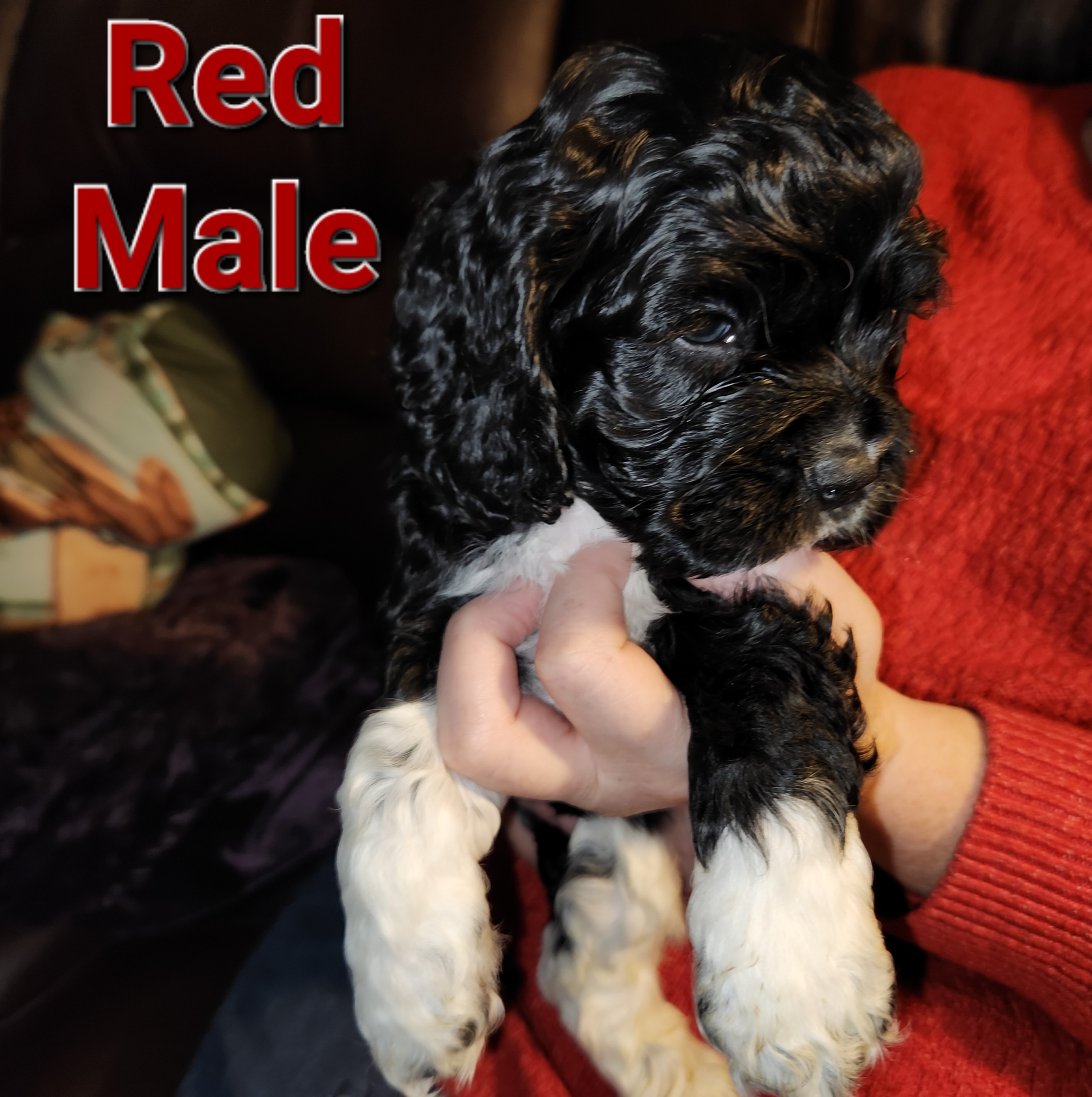 Cocker Spaniel Puppies from Spring Hollow Cocker Spaniels