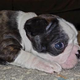 Girl 1 - Black brindle and white female Boston Terrier puppy in Harrodsburg, Kentucky from Joey's Boston Terriers