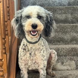 Frankie - Bernedoodle