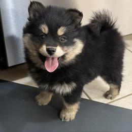 Bear - Black male Pomsky puppy in Raymondville, Missouri from Pampered Pomskies