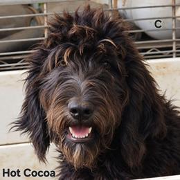 Sweet Pup's Hot Cocoa - Black male Bernedoodle puppy in North Zulch, Texas from Sweet Pup Schnauzers