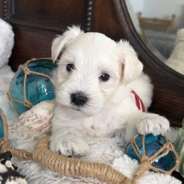 Tenderheart Bear - White female Miniature Schnauzer puppy in Elk Grove, California from Meuser's Miniature Schnauzers