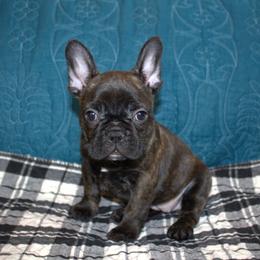 Skye - Brindle female French Bulldog puppy in Salem, Alabama from Millander Bullies  French Bulldogs
