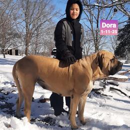 Dora - Mastiff