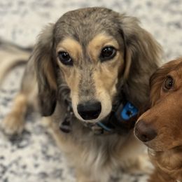 Dachshunds from For the Love of Doxens