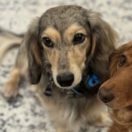 Dachshunds from For the Love of Doxens