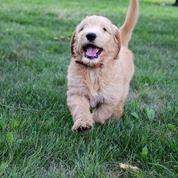 HeartSong Homestead breeder of Goldendoodle