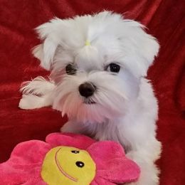 Maltese Puppies from Avante Maltese