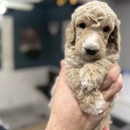 Charleston Chew - Apricot male Poodle puppy in Murrieta, California from Apricot Poodles & Goldendoodles, LLC
