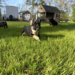 French Bulldog puppies from Black Water Frenchies