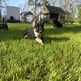 French Bulldog puppies from Black Water Frenchies