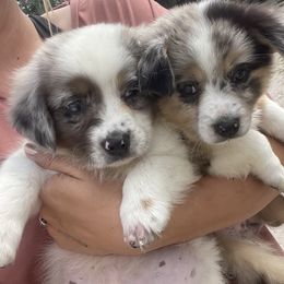 Australian Cattle Dog, Australian Shepherd, Companion Cross, and Miniature Australian Shepherd Puppies from MK Aussies