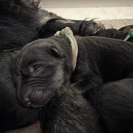 Silver Male - Sable male German Shepherd puppy in Saratoga Springs, Utah from Vom Stille Teufelshunde Kennels