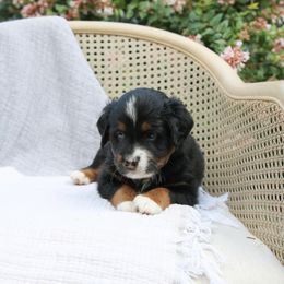 Blueberry - Black tri male Toy Australian Shepherd puppy in Charlestown, Indiana from Forever Aussies and A Doodle
