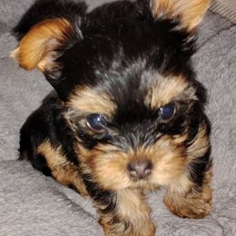 Yorkshire Terrier Puppies from Danielle's Yorkies