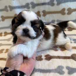 Captain Custard-AKC Champion Bloodline - Gold and white male Shih Tzu puppy in Long Beach, California from Prieto Shih-Tzu's