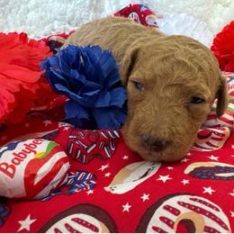 Gouda - Gold male Bordoodle puppy in Canfield, Ohio from Poo's Doo's & Inu's