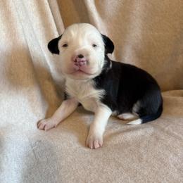 Sua - Black and white female Border Collie puppy in Mckinney, Texas from Border Collies of Ruidoso