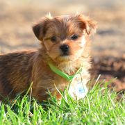 Shih Tzu and Shorkie Puppies from Nana's Happy Pups