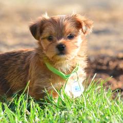 Shih Tzu and Shorkie Puppies from Nana's Happy Pups