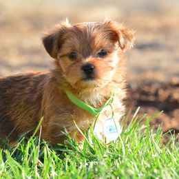 Shih Tzu and Shorkie Puppies from Nana's Happy Pups