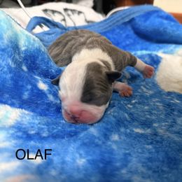 Olaf - Blue male Boston Terrier puppy in Monroeton, Pennsylvania from Molly & Hailey’s Boston Terrier Pups