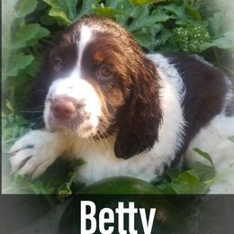 English Springer Spaniel Puppies from TimberVale Springers