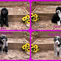 Bernedoodle Puppies from Foothills Family Doodles