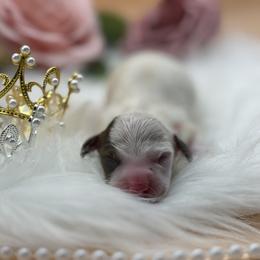 Dachshund Puppies from 208 Dox Dynasty