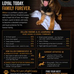 Dillon - Sable male German Shepherd puppy in Culpeper, Virginia from Little Creek GSD
