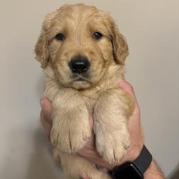 Golden Retriever Puppies from O’Shields Golden Paws