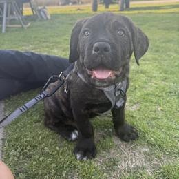 Cane Corso Puppies from Venom Cane Corsos