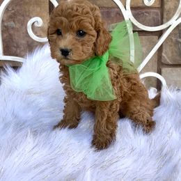 Cavapoo, Goldendoodle, and Poodle Puppies from Desert Valley Doodles