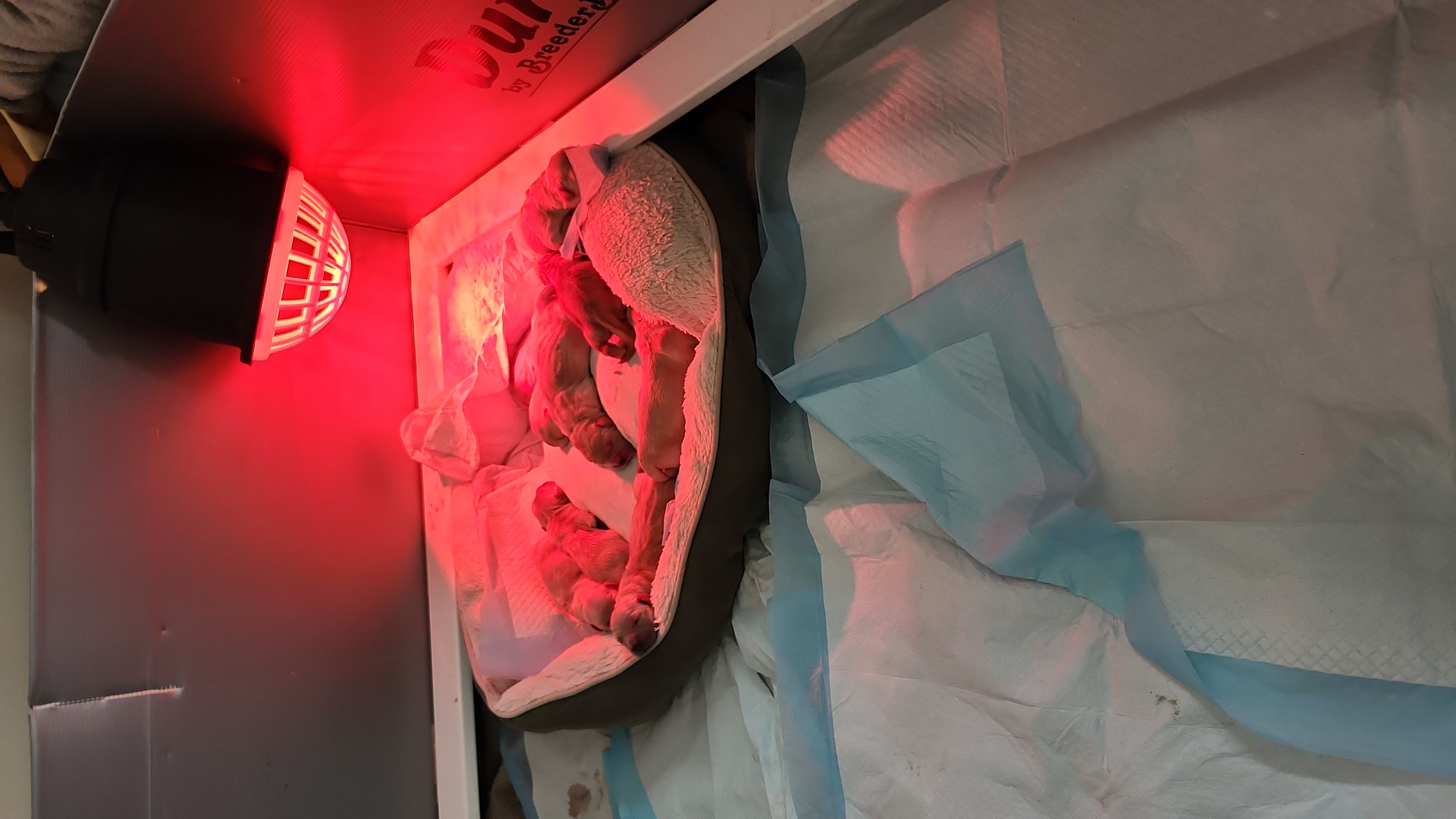 Boy 2 - male Golden Retriever puppy in Amherst, Virginia from Clearvu Kennels