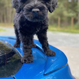 Miss Diamond - Black Portuguese Water Dog puppy in Grants Pass, Oregon from Rogue River Portuguese Water Dogs