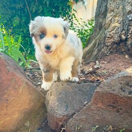 Juni - Blue merle female Miniature Australian Shepherd puppy in Shingletown, California from Whiskeytown Aussies