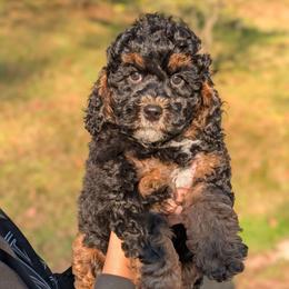 Eric - Black and tan male Cavapoo puppy in Coshocton, Ohio from Forever Family Puppies