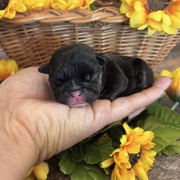 Gray collar - Black and tan female French Bulldog puppy in Tucson, Arizona from Furever Friends