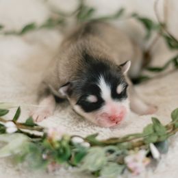 Pomsky Puppies from Hill Tribe Pomskies