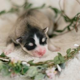 Pomsky Puppies from Hill Tribe Pomskies