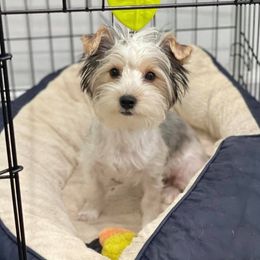 Maltese, Morkies, and Yorkshire Terriers from Little Paws Nursery