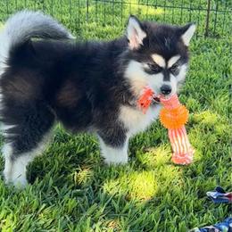 Lova - Black and white female Siberian Husky puppy in Collins, Iowa from Homegrown Huskies