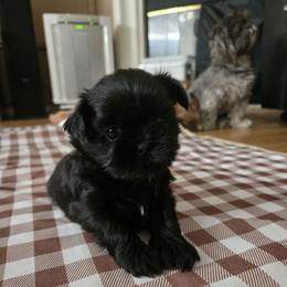 Juno - Black female Shih Tzu puppy in Corona, California from Ju Shih Tzu