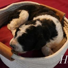 Boy 5 - male Bernedoodle puppy in Pauls Valley, Oklahoma from Daisy’s Doodles
