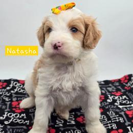 Natasha - Red female Bernedoodle puppy in Neillsville, Wisconsin from Granton Creek