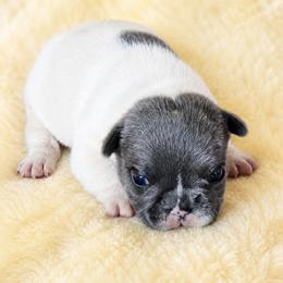 Dottie - Black and white female French Bulldog puppy in Maplewood, New Jersey from Poos&Bulls Keepsake