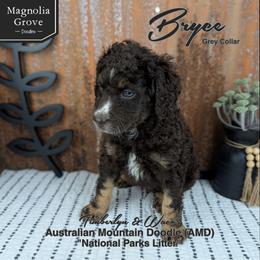 Bryce - Grey Collar - male Australian Mountain Doodle puppy in Oxford, Alabama from Magnolia Grove Doodles