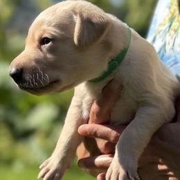 Boy 4 - male Labrador Retriever puppy in Richmond, Maine from King K9 Academy