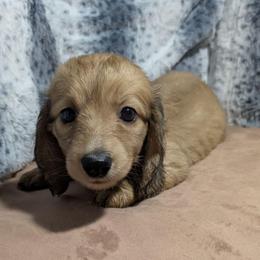 Moe - Cream male Dachshund puppy in Central Point, Oregon from MRS Long Dog Ranch